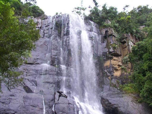 Knysna forest biome